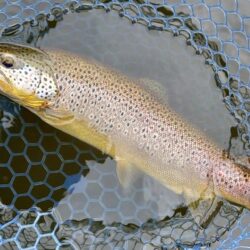 大物のタナは浅い ～岡崎トラウトポンド～